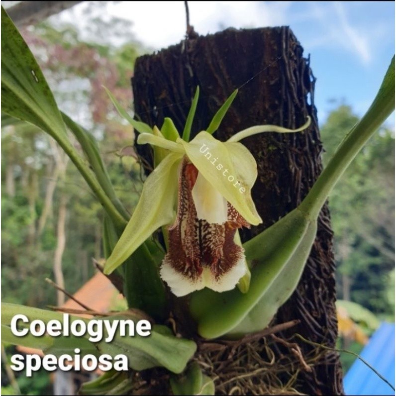 Anggrek Cantik - Coelogyne Speciosa