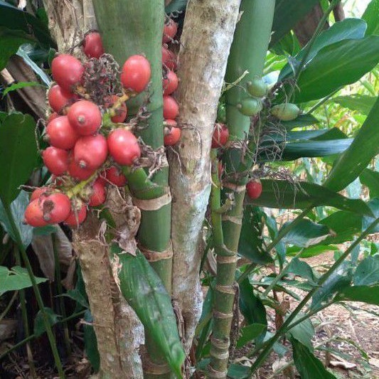 buah pinang merah