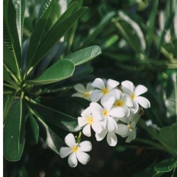 POHON KAMBOJA BUNGA PUTIH TINGGI 150 CM