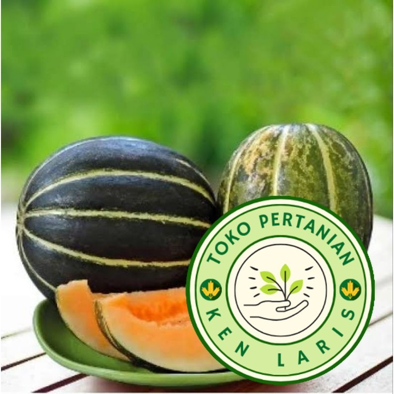 

READY!! BIBIT BLEWAH BLASTER 500+ BIJI REPACK (B.B.19)