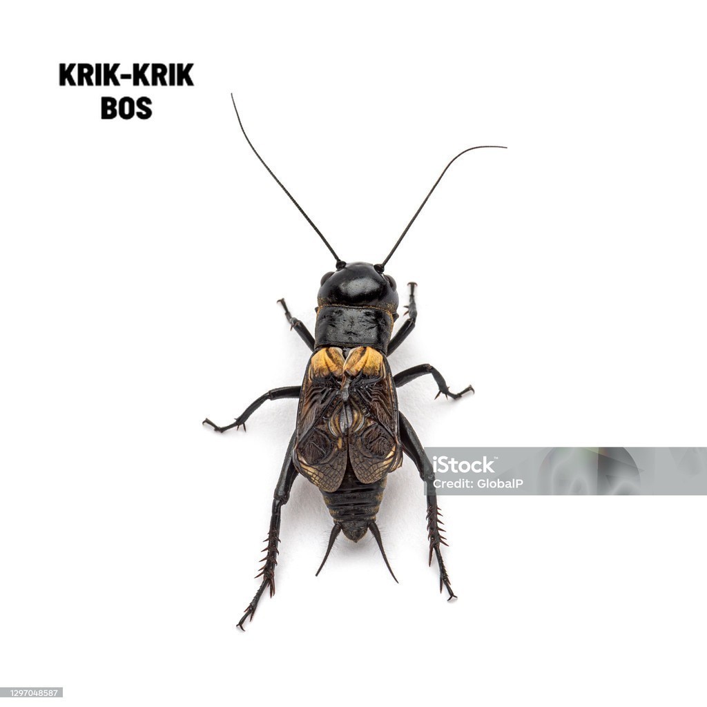 JANGKRIK (SUPER) jangkrik aduan super dari alam liar SUPER NYERENTENG (JKS)