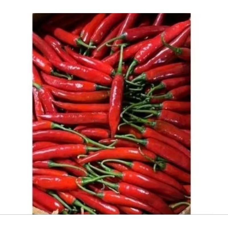 

cabai merah besar Tw super pk Sr 1kg PROMO