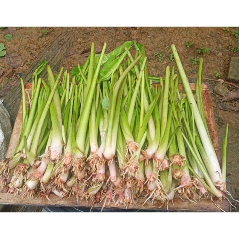 BIBIT TALAS SUPER, BIBIT TALAS PRATAMA, JUAL BIBIT TALAS PRATAMA, JUAL BIBIT TALAS PRATAMA 1,JUAL BI