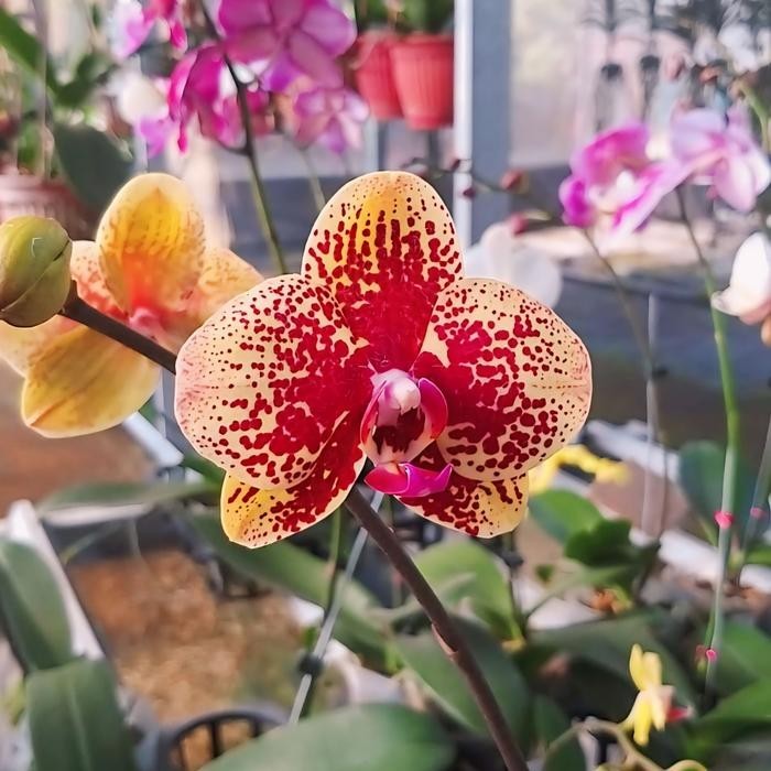 Anggrek Bulan Taiwan Dewasa mekar