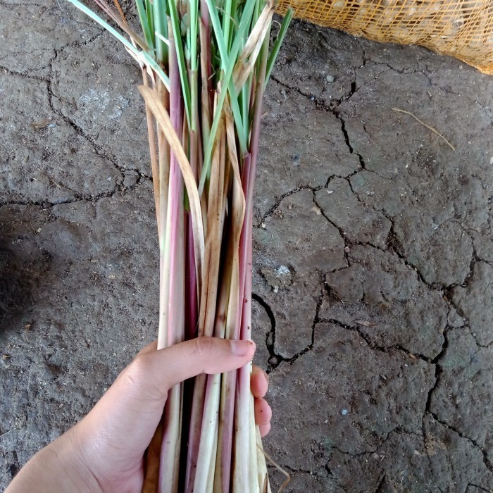 

batang Sereh wangi/Sereh merah/sereh Lanang 500 gram ak