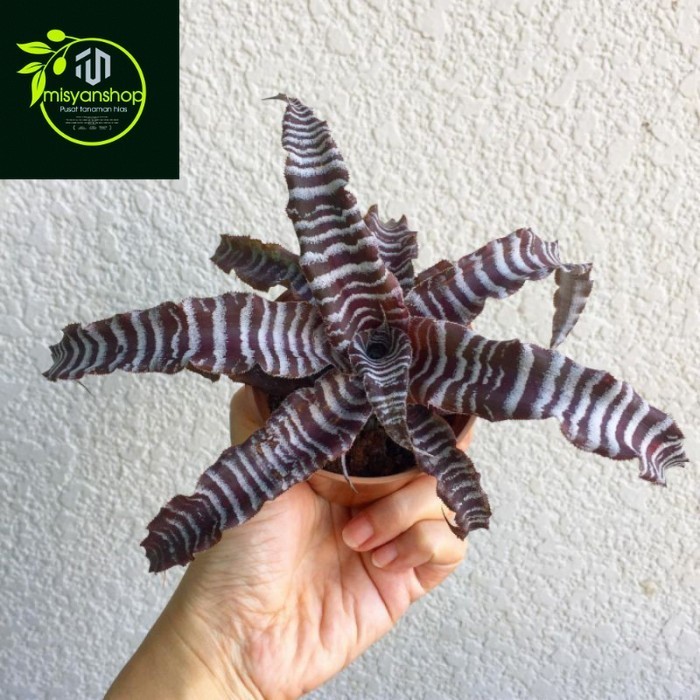 PROMO MURAH TANAMAN HIAS BROMELLIA TOKE UNIK Tanaman hias hidup