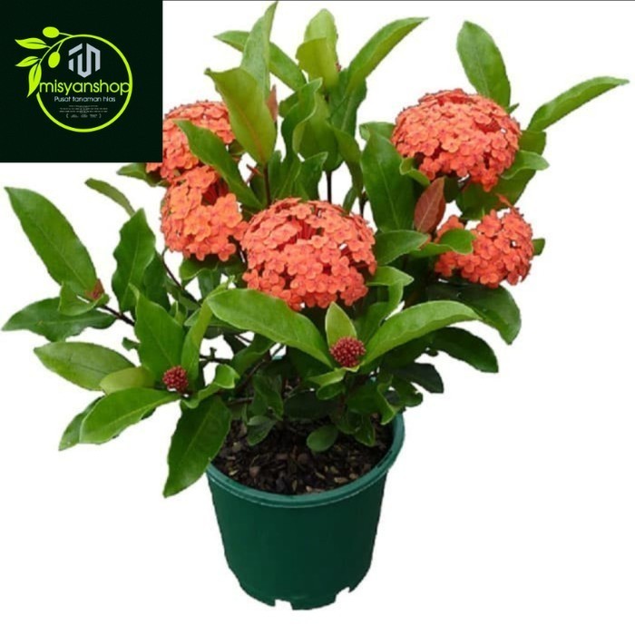 tanaman hias asoka orange - asoka jepang bunga orange