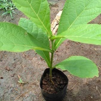 Bibit tanaman pohon jati Emas super unggul