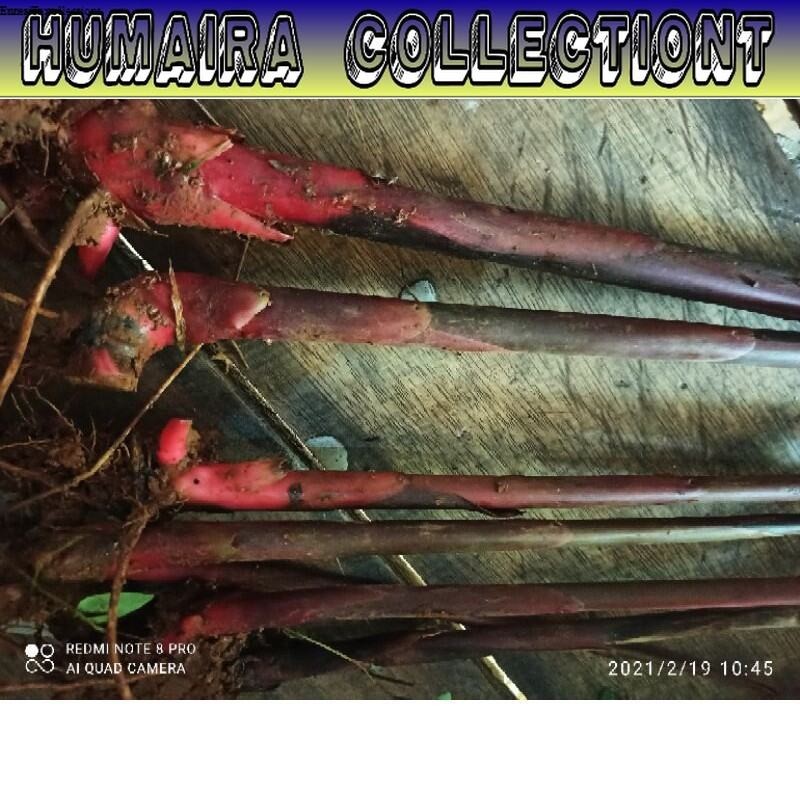 

Bibit Kecombrang Merah Honje Laka