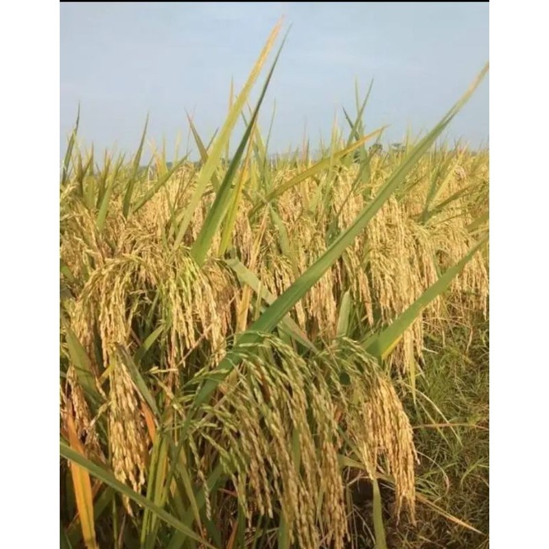 KALIMASADA benih padi unggul kemasan 5kg