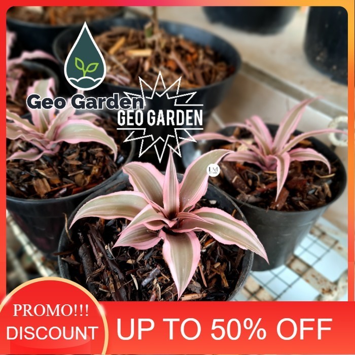 CRYPTANTHUS PINK elaine bibit tanaman hias nanas kerang pink