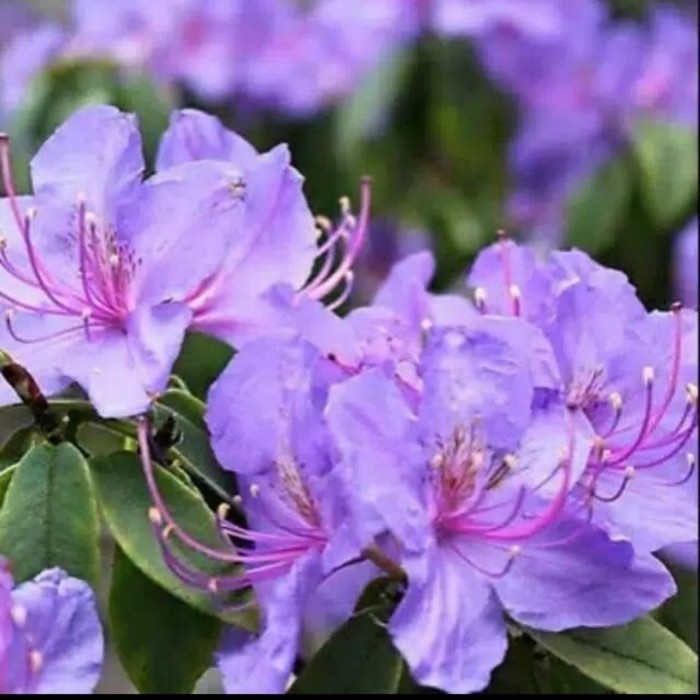 bibit tanaman hias bunga Azalea ungu / Bibit Bonsai Pohon azalea