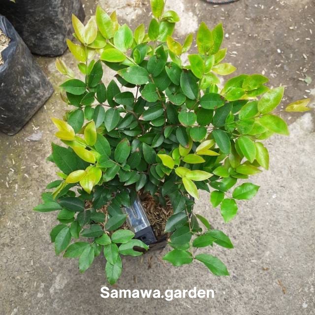 bibit buah anggur brazil preco Bunga hias hidup