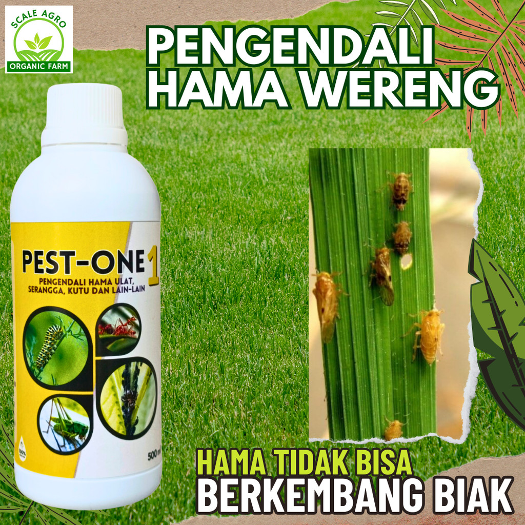 obat hama wereng paling ampuh, obat pembasmi hama wereng padi, racun pembasmi hama wereng