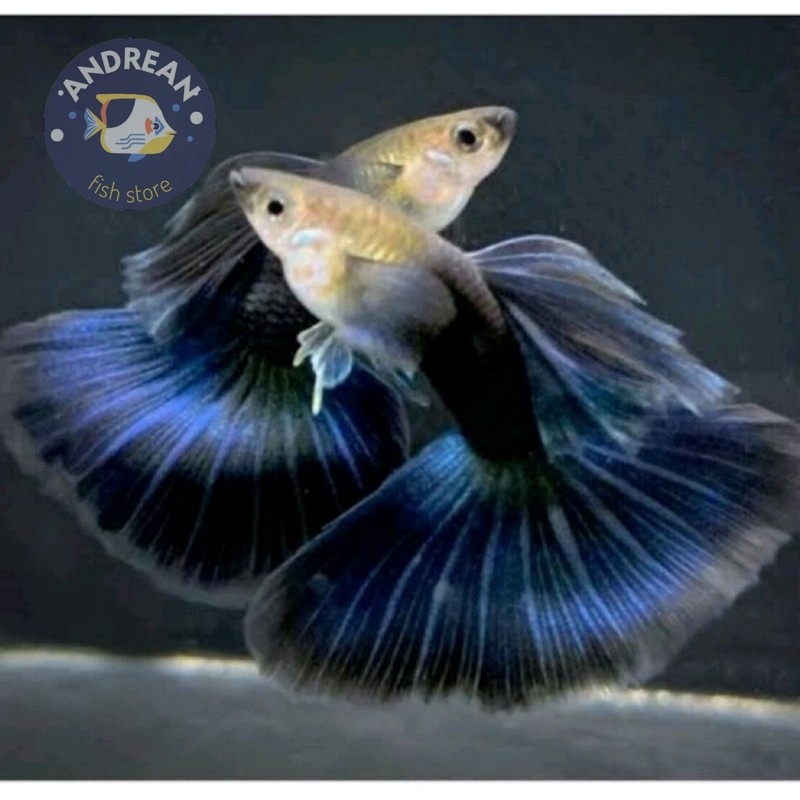 hiasan akuarium ikan hias guppy hb blue half black blue sepasang,bergaransi siap breeding bigsale