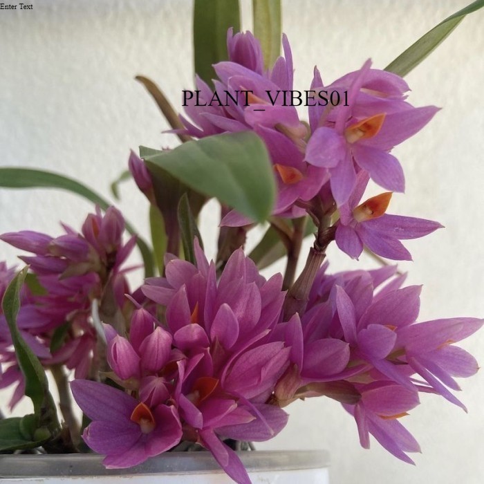 Anggrek dendrobium mini hibiki IB