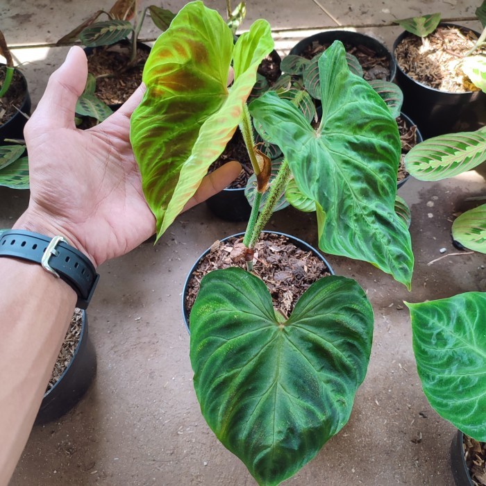 tanaman philodendron verrucosum - tanaman koleksi verrucosum