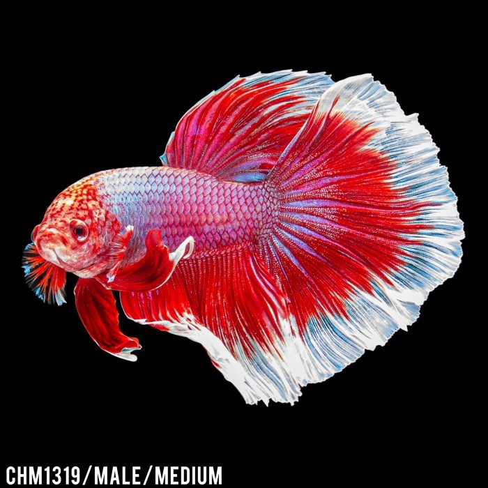 Cupang Hias Halfmoon White Red / Betta Fish Halfmoon Merah Putih