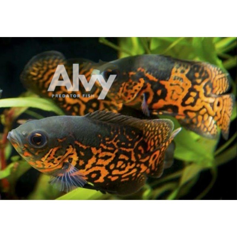 Hiyasan akuarium oscar batik full marking ukuran 12-14cm bigsale