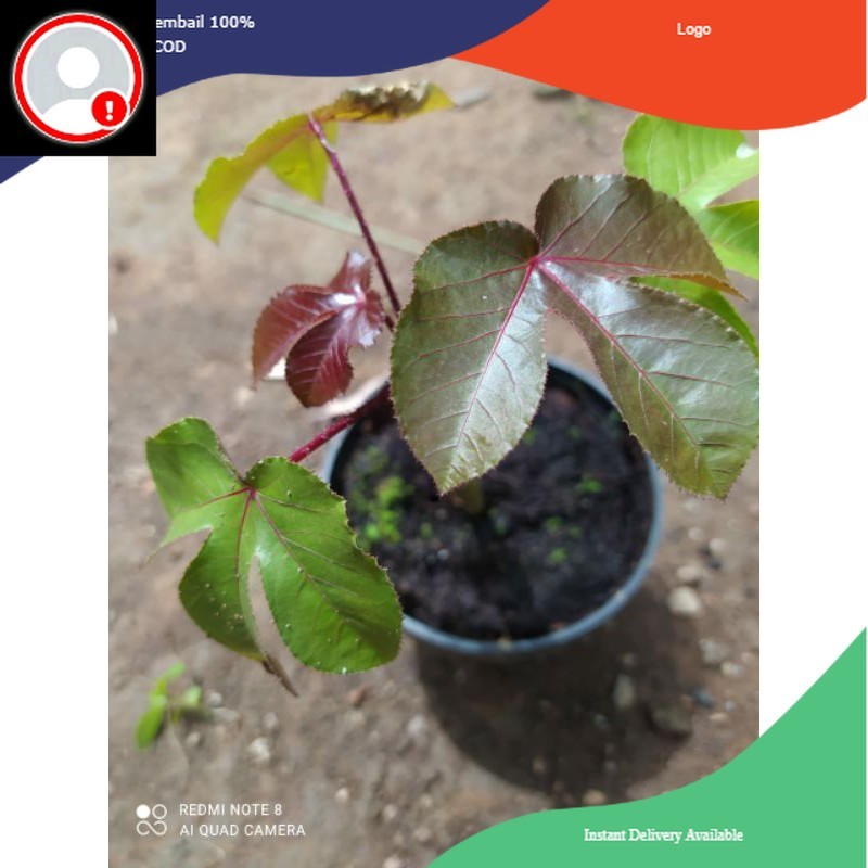 BIBIT jarak Wulung Bibit jarak merah