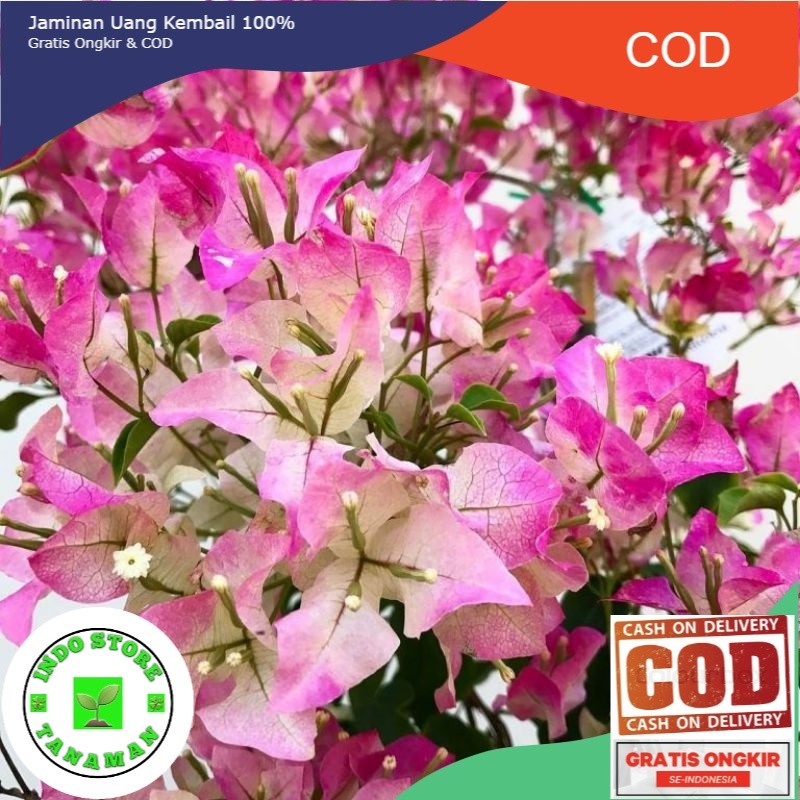 PROMOTANAMAN HIAS BUGENVIL BUNGA KERTAS//BAMBINO MAJIK (COD)