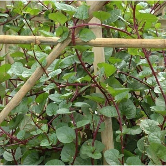 

COD Daun Binahong Merah - daun gendola - jaminan alami 250 gram M.H.A