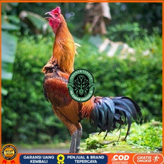 

Telur ayam bangkok pama mangon petarung fertil siap ditetaskan UD_SUPER_UNGGUL_ID