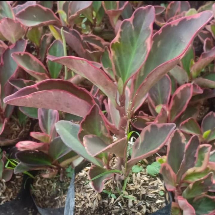 Tanaman hias peperomia red - peperomia merah - peperomia - pohon