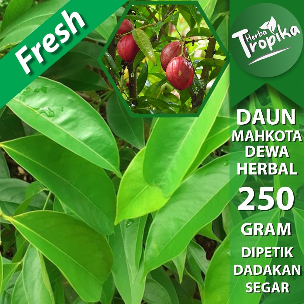 

Daun mahkota dewa segar 250 gram herbal alami toko herba tropika