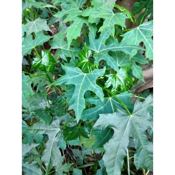 

DAUN GEDI segar per 100 gr Rempah_herbalCo