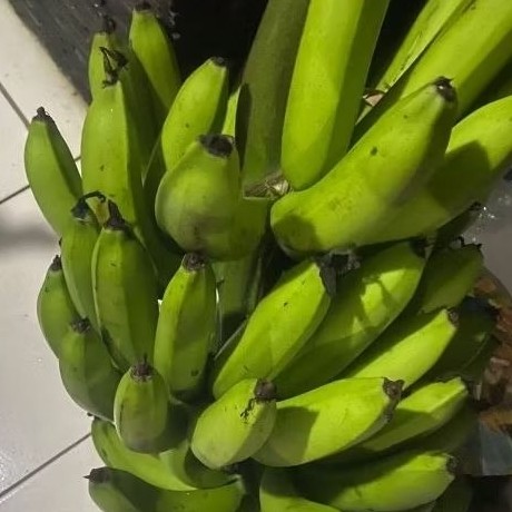

Buah Pisang Mentah TP Moltek Pisang Bangkaulu Fresh