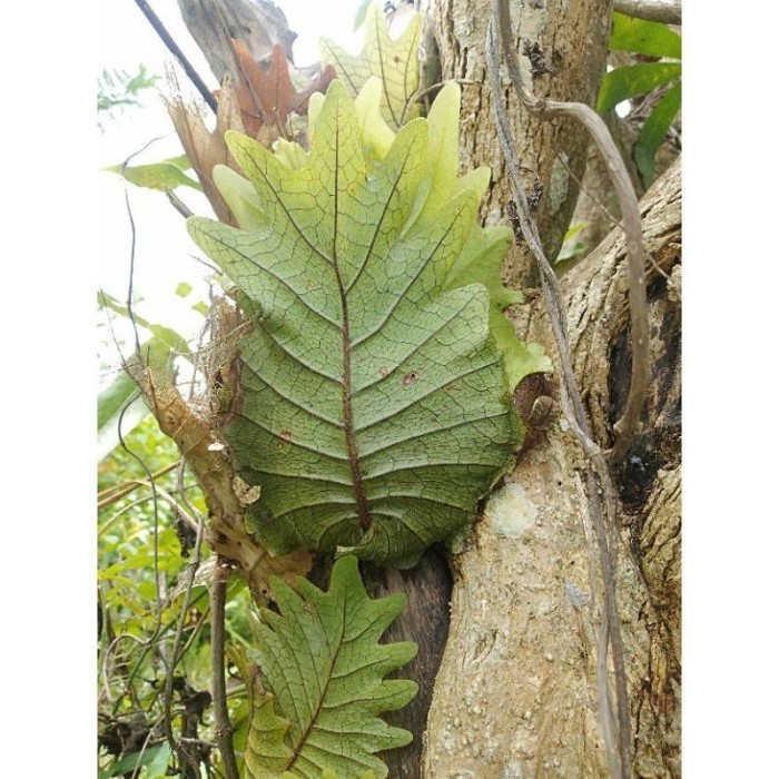 

silahkan COD bibit tanaman kadaka tempel/kadaka ekor naga ..