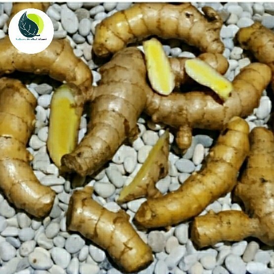 

promo temu giring segar 200grm fresh Herbal COD