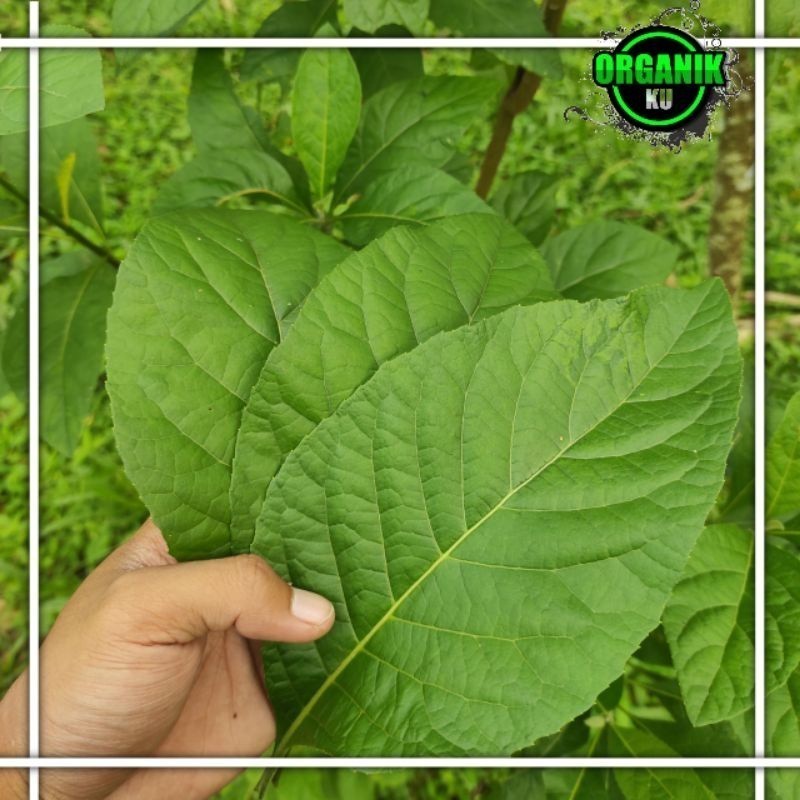 

Daun afrika segar 500 gram ak