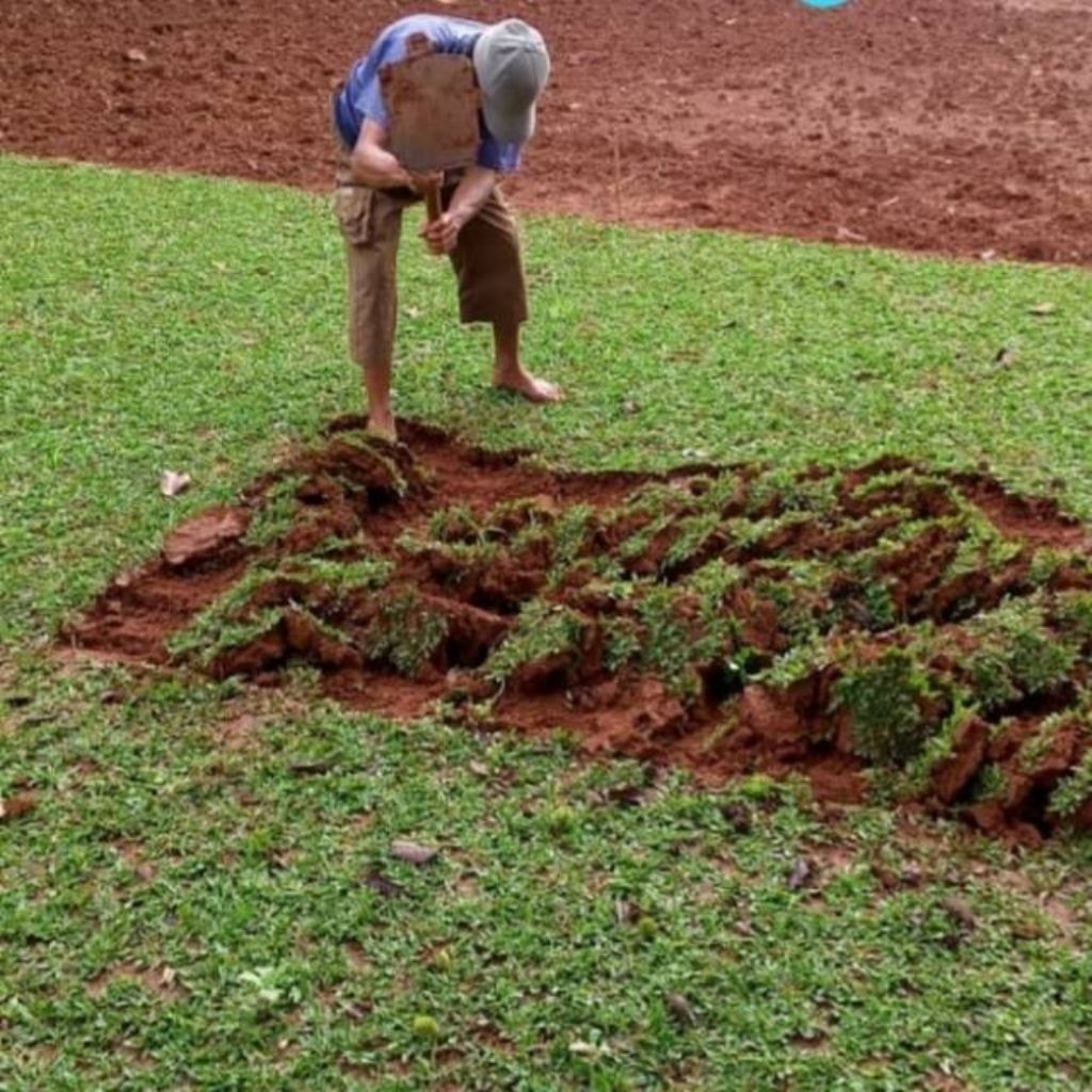 RUMPUT GAJAH MINI UKURAN 1×1 METER / KARUNGAN - EUMPUT HIAS HIDUP TAMAN