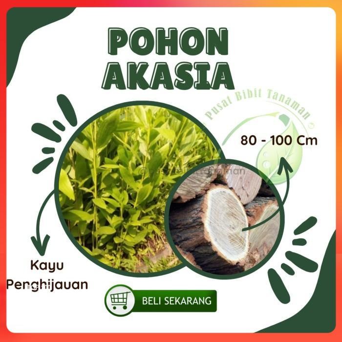 Bibit Pohon Akasia Mangium  Kayu Akasia Mangium bibit tanaman pohon
