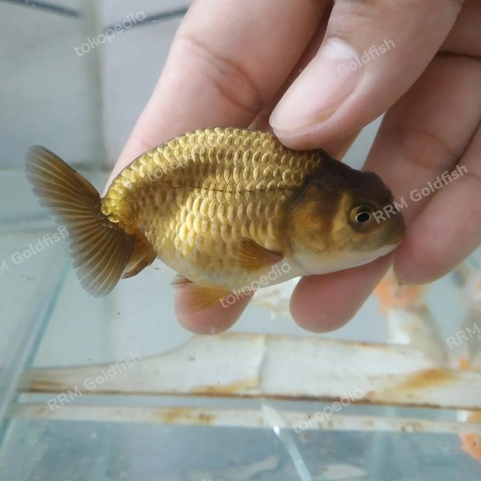 Ranchu Red White Goldfish Hight Quality