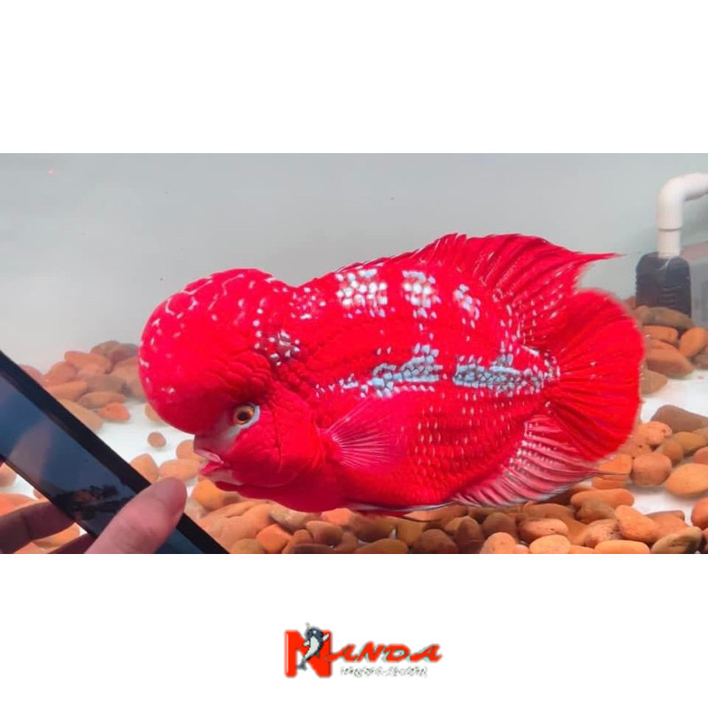 beli3bonus1 Burayak louhan kamfa Clasik Gen Ori Thailand 3-5 cm lohan berkualitas