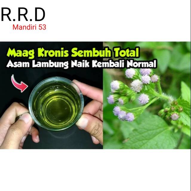 

Promo Daun bandotan babadotan segar 1kg siap petik non pestisida