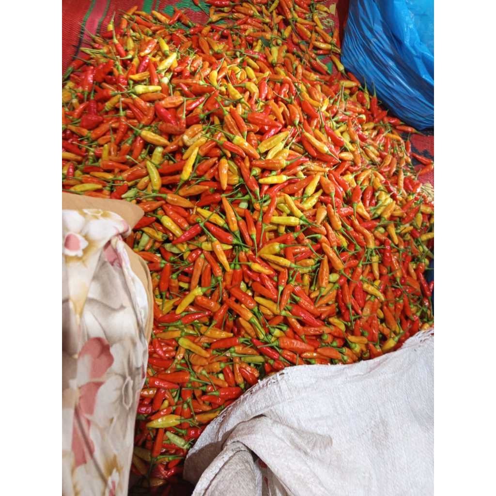 

Paket Cabe rawit merah 1kg murah fress asli petikan petani