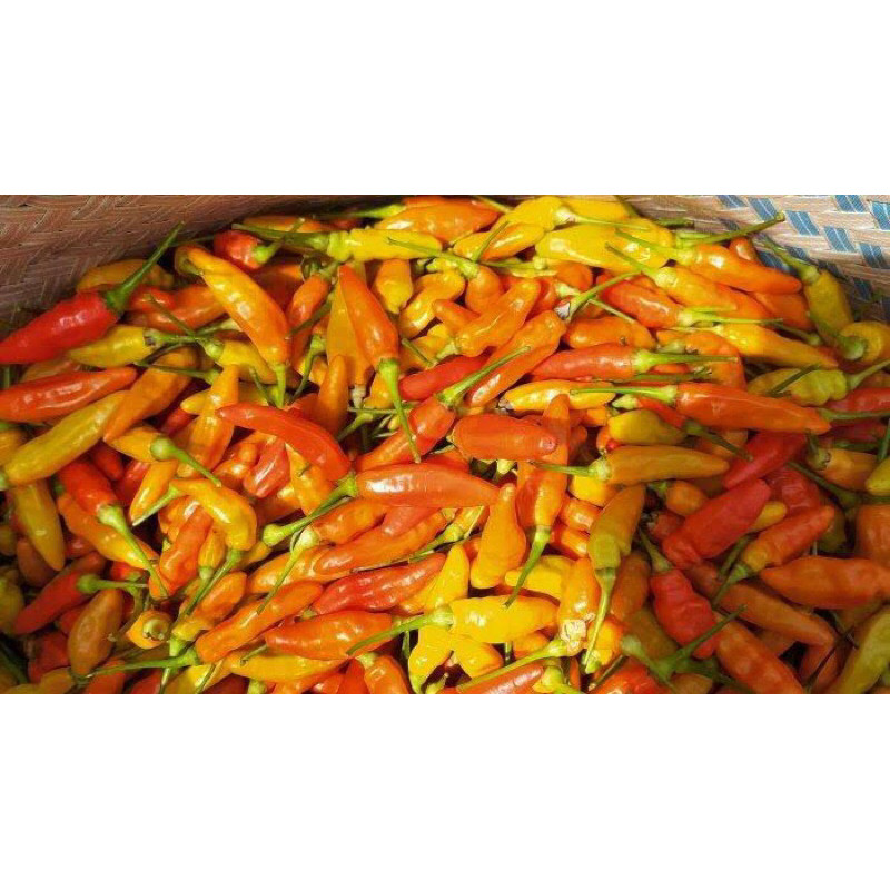 

Paket Cabe rawit merah ori fresh | Lombok rawit merah ori fresh 1kg