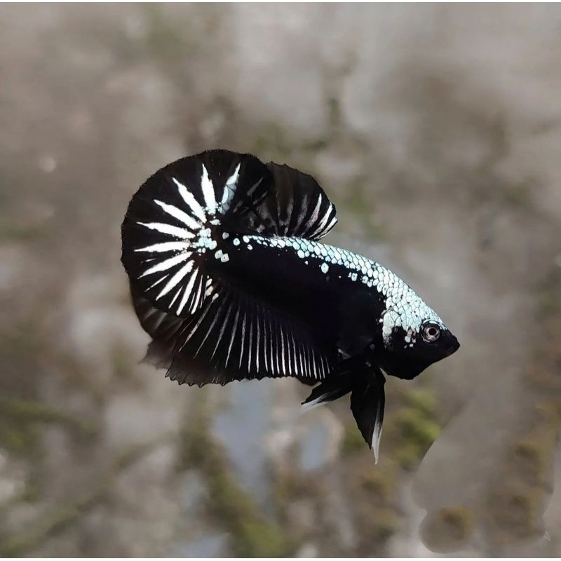 

stiker anomali Cupang plakat samurai/black mamba