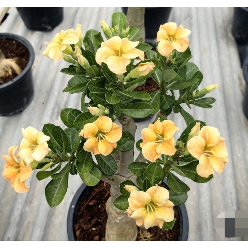 (ptr-flora) PROMO 12.12 BIRTHDAY SALETANAMAN HIAS ADENIUM KAMBOJA JEPANG BUNGA TUMPUK//ADENIUM CABAN