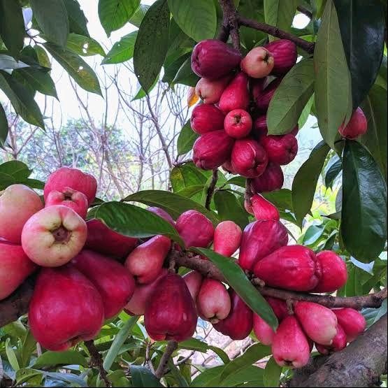 Tanaman Buah Jambu Bol Jamaika, Pohon Jambu Jamaika tanaman asli