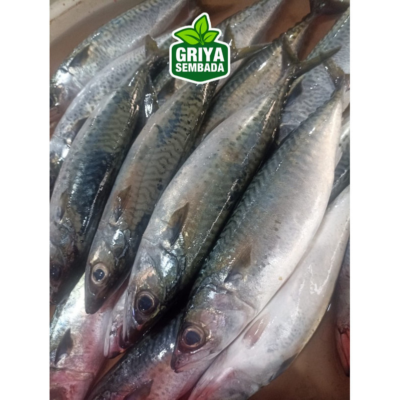 

Ikan Makarel atau Salem Segar 1KG Griya Sembada