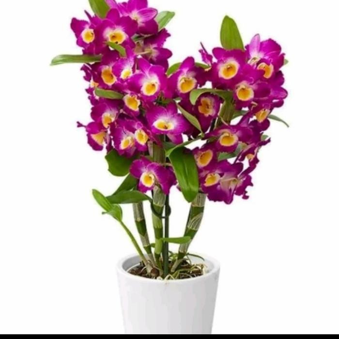 anggrek dendrobium nobile dewasa
