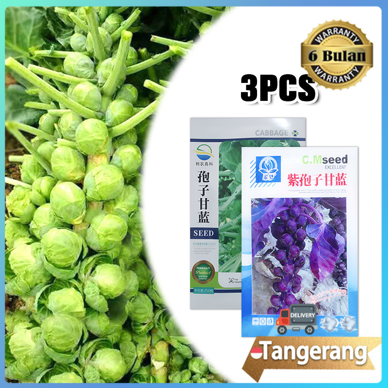3pcs Benih Bibit Sayur Brussel Sprout / Kubis Mini Hijau/Ungu / Benih Brussel Seeds