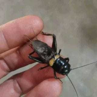 Jangkrik Kalung Aduan Ukuran BIG Jangkrik Ngerik Jiteng Masteran Pengusir Tikus