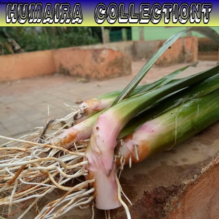 

250gr Daun Delingo Jaringao Jaringau Jari Ngao Jari Ngao herbal wangi