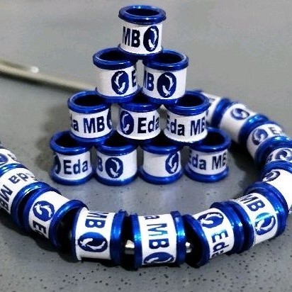 RING BURUNG MURAI GELANG IDENTITAS RING BURUNG CUSTOM MODEL VELG WINNER KENARI MURAI  PERKUTUT LB JA